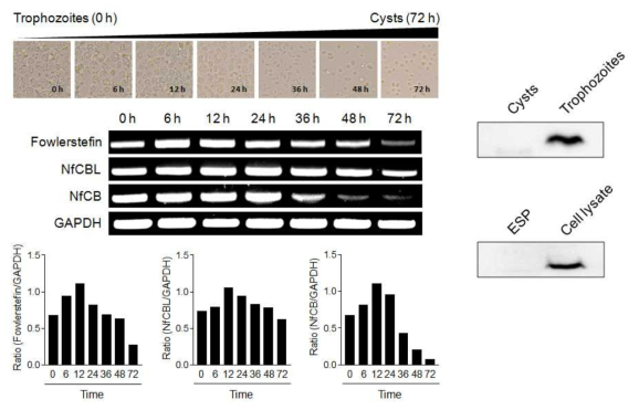 Fowlerstefin의 발현양상 분석. Semi-quantitative RT-PCR을 활용한 파울러자유아메바 발달단계별 fowlerstefin의 발현양상 분석 및 면역블럿