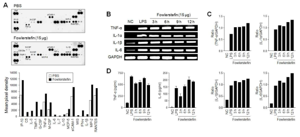Fowlerstefin에 의해 유도되는 BV-2 세포의 염증반응. (A) Cytokine array assay. (B and C) Semi-quantitative RT-PCR. (D) ELISA