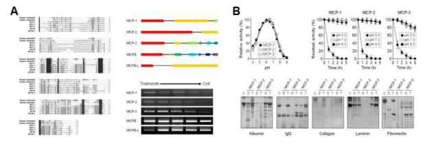 파울러자유아메바 시스테인 단백질분해효소(NfCP1-3)의 특성 분석. (A) NfCP 유전자 구조 및 발현 분석, (B) NfCP 재조합 단백질분해효소의 생화학적 특성 및 숙주 단백질 분해능 분석