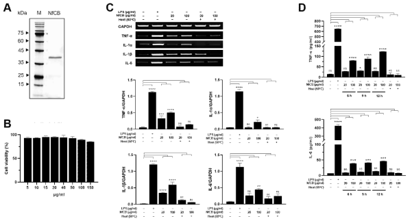 파울러자유아메바 NfCB에 의해 유도되는 BV-2 세포의 면역반응. (A) 재조합 NfCB의 생산. (B) 재조합 NfCB에 의한 BV-2 세포 세포독성 분석. (C) RT-PCR법을 이용한 재조합 NfCB에 의해 유도되는 염증성 사이토카인 분석. (D) ELISA법을 이용한 재조합 NfCB에 의해 유도되는 염증성 사이토카인 분석