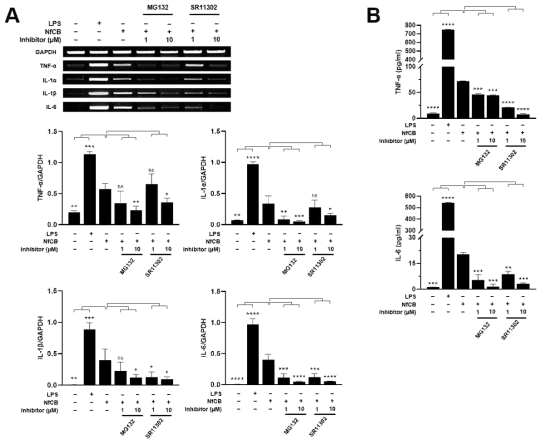 파울러자유아메바 NfCB에 의해 유도되는 BV-2 세포의 염증성 면역반응 신호전달기전 분석. (A) NF-κB 억제인자와 AP-1 억제인자 처리에 의한 BV-2 세포의 염증성 면역반응 RT-PCR 분석. (B) NF-κB 억제인자와 AP-1 억제인자 처리에 의한 BV-2 세포의 염증성 면역반응 ELISA 분석