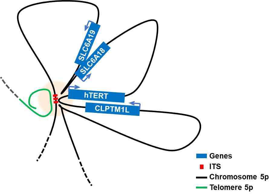특정 유전자좌 (hTERT)의 유전체 구조와 말단소립 결합