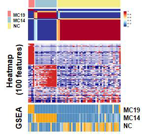 Heatmap 및 ssGSEA