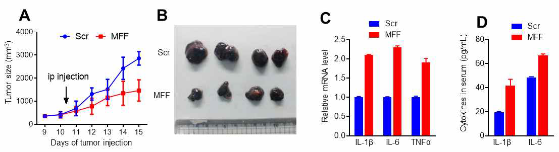 MFF 펩타이드 처리에 의한 종양성장 및 종양 및 혈액 내 cytokine의 양 변화