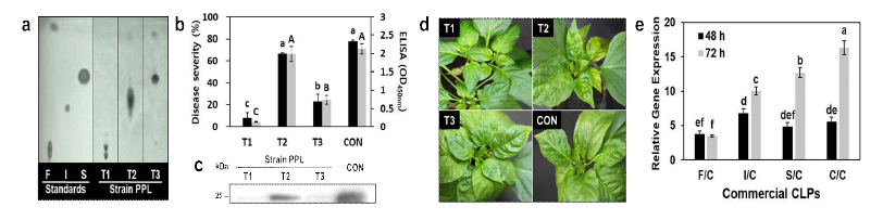 B. amyloliquefaciens PPL 유래 추출물질의 항바이러스 활성 효과. (a) 레시틴 유도 생산된 항바이러스 물질의 TLC(Thin-layer chromatography) 분리, (b) 각 분획물의 CMV에 대한 항바이러 스 활성효과(병발생율 및 ELISA 분석), (c) 각 분획물을 처리한 고추잎(systemic)에 전이된 CMV CP에 대한 western blot 분석. (d) 각 분획물의 고추 잎에 처리한 후 CMV 접종 후 나타난 바이러스 증상 (e) 표준물질 CLP의 고추 CMV에 대한 항 바이러스 활성(CMV CP 유전자의 qRT-PCR 분석). 표준물질; F, fengycin standard (10 μg/ml, Sigma-Aldrich); I, iturin A standard (10 μg/ml, Sigma-Aldrich); S, surfactin standard (10 μg/ml, Sigma-Aldrich). T1, T2, T3, Ba 에서 분획한 물질; CON, 50% methanol. F/C, I/C, S/C; 표준물질(10 mg/mL) fengycin, iturin A, surfactin 엽면살포 후 24시간 후 CMV 접종; C/C, 0.1% DMSO 엽면살포후 CMV 접종(대조구). The values followed by a different letter in each column were significantly different at P < 0.05, which was determined using the Duncan’s multiple range tests