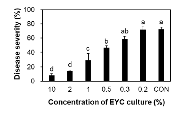 B. amyloliquefaciens PPL의 CMV에 대한 최소억제농도. The values followed by a different letter in each column were significantly different at P < 0.05, which was determined using the Duncan’s multiple range tests