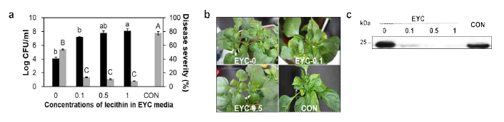 레시틴 함유농도별 B. amyloliquefaciens PPL의 항바이러스 활성. (a) EYC 배지내 레시틴 영양원 함량별 생장밀도(검은색 막대) 및 CMV 발병율(회색 막대). (b) 처리별 CMV 발병사진. CMV 접종 후 14 일. (c) 처리된 상위 전신잎(systemic)에서의 CMV CP 전이 및 축적에 대한 western blot. 0, 0.1, 0.5, 1; EYC 배지내 레시틴 함량(%). 대조구; EYC-0.5 % 배지(균주 없음). The values followed by a different letter in each column were significantly different at P < 0.05, which was determined using the Duncan’s multiple range tests