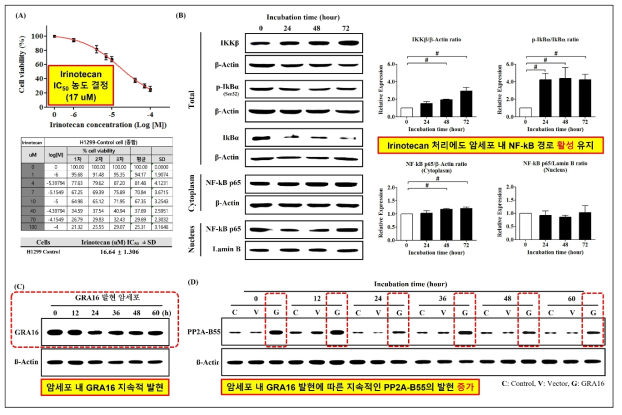 2차년도 연구개발결과 (Irinotecan 처리에도 암세포 내 NF-kB 경로 활성 유지 확인) (A) 항암제 irinotecan의 암세포 농도 별 처리 및 IC50 농도 결정. (B) Irinotecan의 암세포 처리 후 시간별 NF-kB 경로 핵심 단백질 발현. (C) 본 연구를 통해 제작한 GRA16 발현 암세포의 시간별 GRA16 단백질 발현. (D) 암세포 내 GRA16 발현에 따른 시간별 PP2A-B55의 단백질 발현