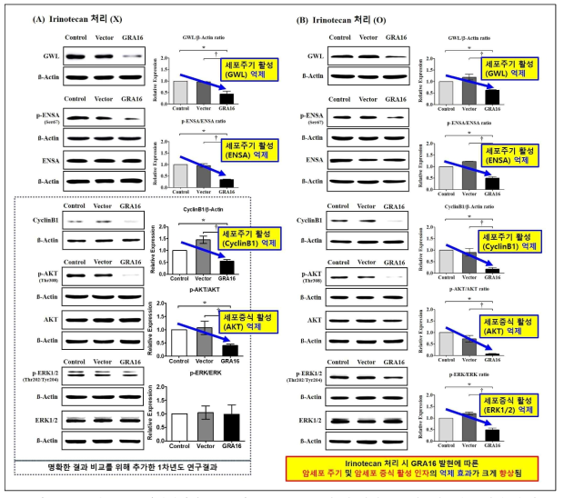 2차 년도 연구개발결과 (GRA16과 irinotecan 처리 시 암세포 주기, 세포사멸 인자 변화) (A) 암세포 내 GRA16 발현에 따른 세포주기 조절 단백질 (GWL, ENSA, CyclinB1)의 발현 변화와 세포사멸 조절 단백질 (AKT, EKR1/2)의 발현 변화. (B) Irinotecan 처리와 GRA16 작용에 따른 암세포 내 세포주기 조절 단백질 (GWL, ENSA, CyclinB1)의 발현 변화와 세포사멸 조절 단백질 (AKT, ERK1/2)의 발현 변화. (※ GRA16의 암세포 내 작용과 irinotecan 처리를 통한 세포주기 조절 인자 및 세포사멸 조절 인자 간 비교를 위해 1차 년도 연구결과 중 일부를 함께 보여줌(회색 점선)