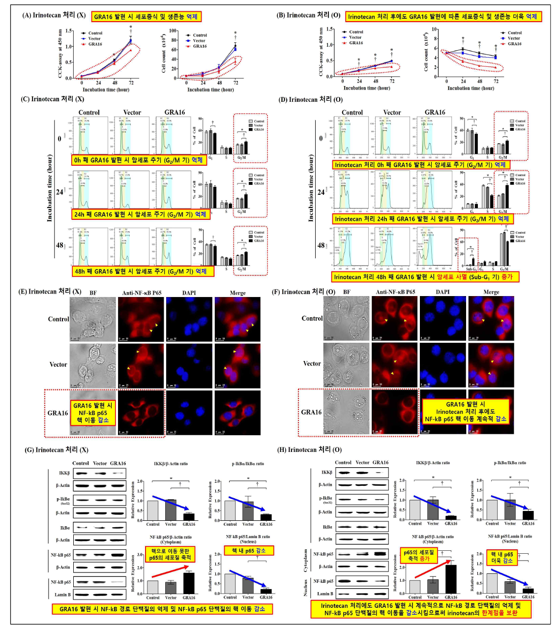 2차 년도 연구개발결과 (GRA16 발현과 irinotecan 처리에 따른 암세포 주기 변화 및 NF-kB 경로 활성 변화)