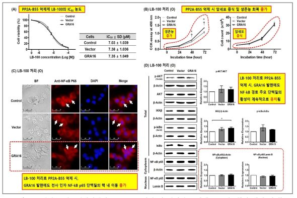 3차년도 연구개발결과 (PP2A-B55 억제 시 나타나는 암세포 증식, 활성 기전 변화) (A) GRA16과 결합적 특성을 갖는 PP2A-B55 억제제 LB-100의 암세포 처리를 위한 IC50 농도 결정. (B) GRA16 발현에 따른 LB-100 처리로 PP2A-B55 억제 시 암세포 증식 및 생존능 분석 결과. (C) LB-100 처리로 PP2A-B55 억제에 따른 암세포 내 NF-kB 경로 활성 회복 분석. (D) LB-100 처리에 따른 NF-kB 활성 경로 핵심 단백질의 발현 변화 분석