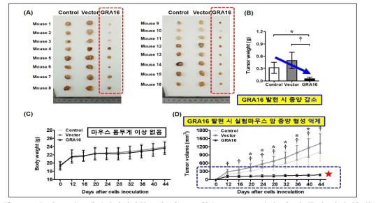 3차 년도 연구개발결과 (실험모델 마우스 활용, GRA16 발현 시 암 종양 변화 분석) (A) 실험모델마우스를 활용하여 GRA16 발현 유무에 따른 생체 내 암세포 이종이식 후 암 종양 형성