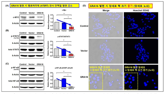 3차 년도 연구개발결과 (암세포 내 GRA16 발현과 텔로미어 조절의 연관성) (A-C) GRA16 발현에 따른 암세포 내 활성화 된 텔로머라제의 전사 인자 (c-MYC, STAT3, NF-kB)의 발현 및 활성 분석. (B) GRA16 발현에 따른 텔로미어 길이 단축으로 나타나는 지표로써 암세포 내 핵크기 증가 분석