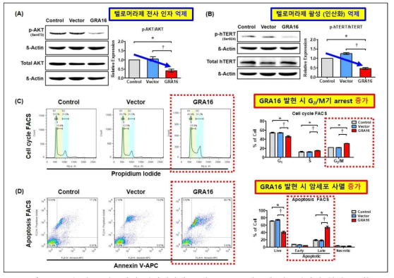 4차 년도 연구개발 결과 (암세포 내 GRA16 작용과 텔로머라제 활성 조절) (A) GRA16 발현에 따른 텔로머라제 전사 조절 단백질 AKT 활성 분석 결과. (B) GRA16 발현에 따른 텔로머라제 활성 분석 결과. (C, D) GRA16의 텔로머라제 활성 억제에 따른 암세포 주기억제 및 세포 사멸 분석