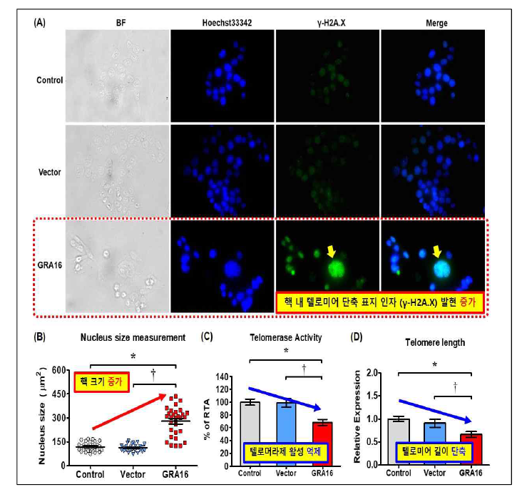 4차년도 연구개발결과 (GRA16의 작용과 암세포 내 텔로머라제 억제 및 텔로미어 단축) (A) 면역형광법을 통한 GRA16 발현 암세포에서의 텔로미어 단축 표지 인자 발현 분석. (B) 암세포 내 GRA16 발현에 따른 핵 크기 분석. (C) GRA16 발현에 따른 암세포 내 텔로머라제 활성 비교. (D) GRA16 발현에 따른 암세포 내 텔로미어 길이 변화 분석