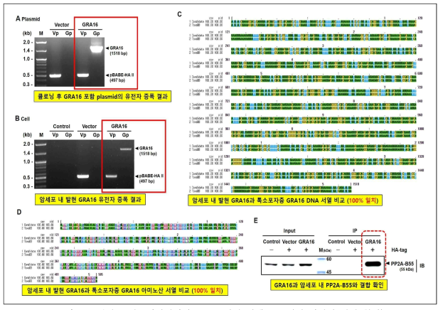 1차년도 연구개발결과 (GRA16 발현 암세포주 제작 단백질 결합 확인) (A) 클로닝을 통해 최종 선별한 GRA16 포함 plasmid의 PCR을 통한 유전자 증폭결과. (B) Retrovirus system을 통해 제작한 GRA16 발현 암세포 내 GRA16 유전자 증폭결과. (C) 암세포 내 발현 GRA16 유전자 서열과 ToxoDB 제공 GRA16 reference 유전자 서열 비교 (Alignment). (D) 암세포 내 발현 GRA16 아미노산 서열과 ToxoDB 제공 GRA16 reference 아미노산 서열 비교 (Alignment). (E) 암세포 내 GRA16 단백질 발현과 PP2A-B55의 결합 기능 확인