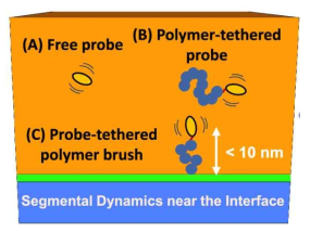 기판 근처의 고분자의 동역학 탐지를 위한 고분자 브러쉬의 사용