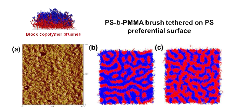 (a) 실험적으로 관찰한 poly(S-b-MMA) 브러쉬의 상분리 거동을 보여주는 AFM phase 이미지, (b-c) Theoretically Informed Coarse Grained (TICG) 모델을 이용하여 계산한 블록 공중합체 브러쉬의 상분리 거동