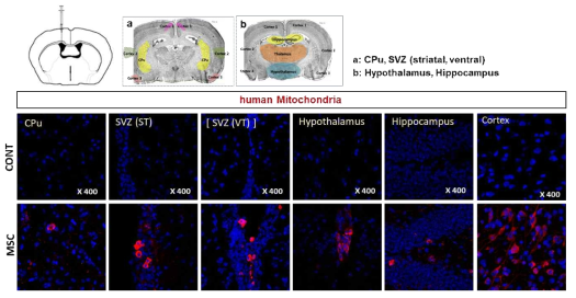 인간 특이적 human mitochondria 항체를 이용, 제대혈 유래 중간엽 줄기세포 분포 확인