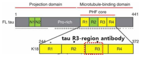 뇌 내 타우 응집 (PHF) 확인 목적의 R3-region 특이적 항체 선택