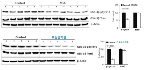 제대혈 유래 중간엽 줄기세포 및 효능단백질에 의한 GSK3β-T216 인산화 억제-WB 확인