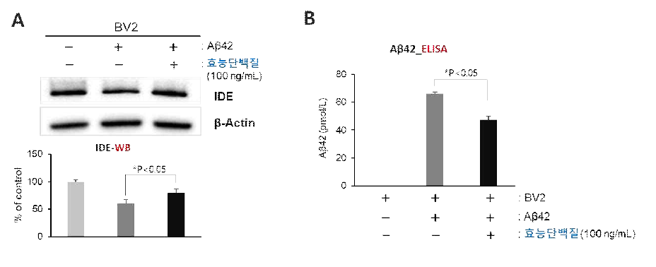 타우 조절 ’효능단백질‘의 아밀로이드 베타 억제능 확인 A: IDE의 WB 확인, B: Aβ42의 ELISA 확인