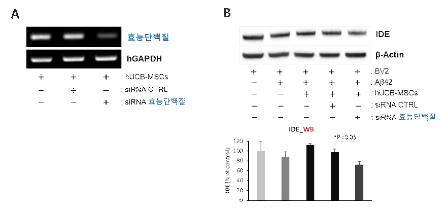 타우 조절 ’효능단백질‘ knock-down을 통한 아밀로이드 베타 억제능 검증 A: 효능단백질의 PCR 확인, B: IDE의 WB 확인