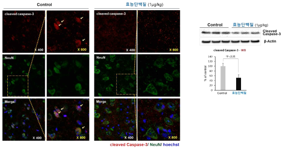 ‘효능단백질’ 투여에 의한 뇌 내 신경세포에서 항사멸 효능 확인 좌: 면역형광염색법 이용한 cleaved caspase-3 확인, 우:WB을 이용한 cleaved caspase-3 확인