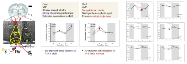 (좌) SCN 생체 시게 유전자 발현 (우) 생체 시계 관련 유전자 발편 양상