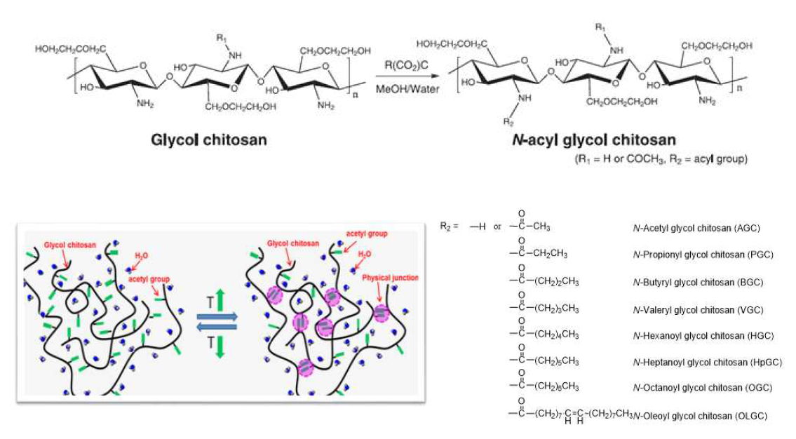 N-아실 글리콜 키토산의 합성 과정