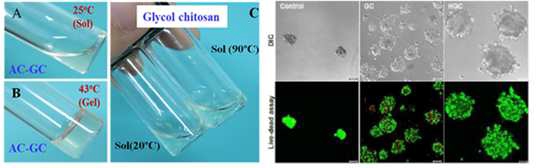 온도감응성 글리콜키토산 유도체의 졸-젤 전이현상과 이를 활용한 세포 배양