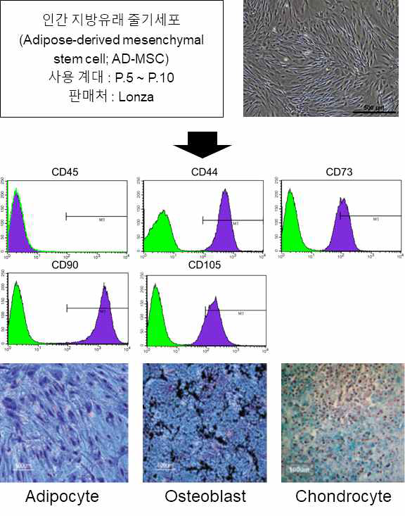 AD-MSC 세포의 출처와 세포의 특성분석