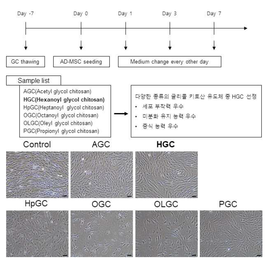 글리콜 키토산 유도체의 종류 및 처리 후 세포의 형태 변화 관찰