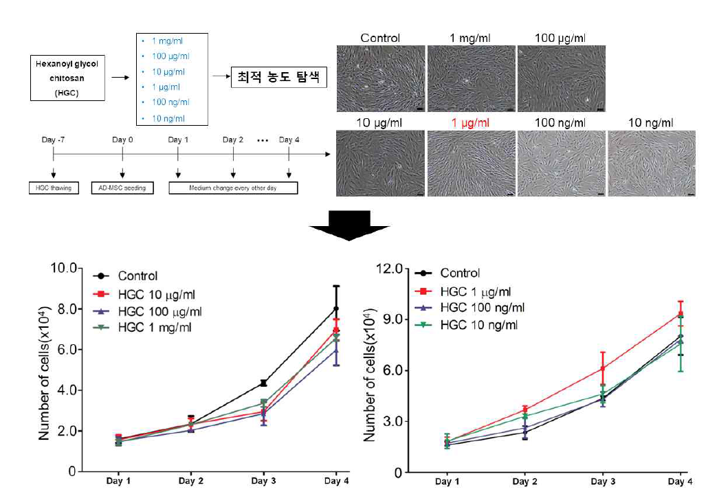 다양한 농도의 HGC 처리 후 세포의 형태 및 성장 분석