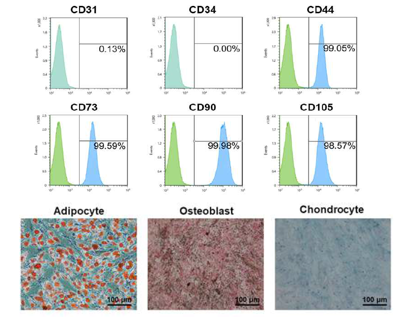 AD-MSC 세포의 특성 분석 및 분화능 확인