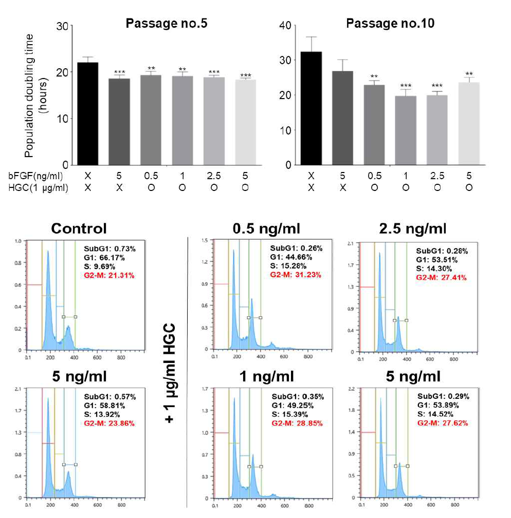 HGC 및 bFGF 장기간 처리 후 population doubling time 및 세포 주기