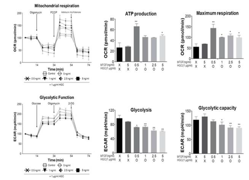 HGC 및 bFGF 장기간 처리 후 그룹 별 물질대사 능력 측정