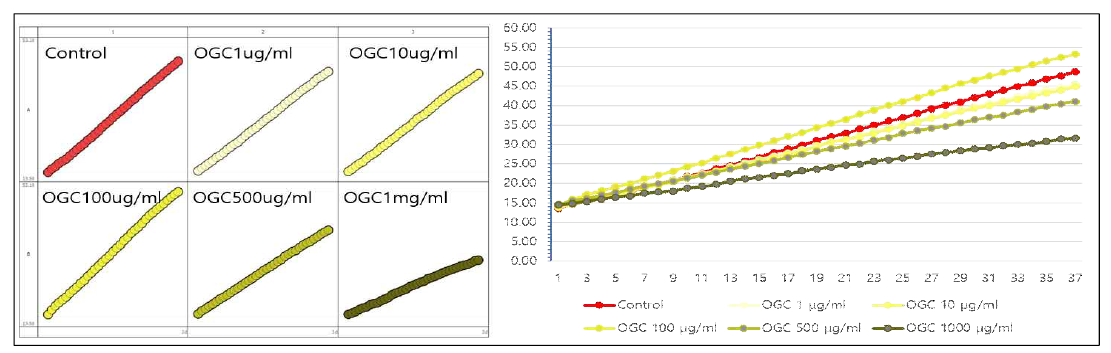 OGC의 편도 줄기세포 증식 적정 농도 조건 수립
