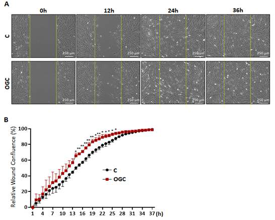 Wound healing assay