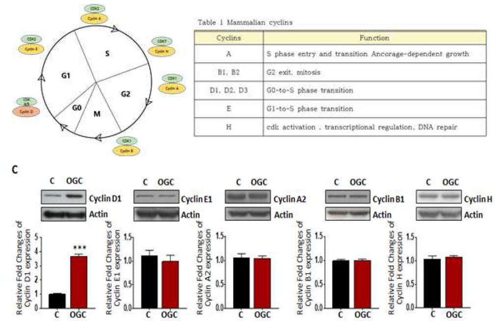 Cell cycle 조절 단백질 Cyclin의 종류별 변화 확인