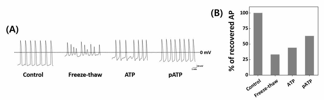 Thawing후 심근세포의 기능 평가 (A) Action potentials (AP) record, (B) AP의 정량화 그래프