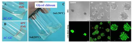 온도감응성 글리콜 키토산 유도체의 온도가역적 졸-젤 전이현상과 이를 활용한 세포 배양