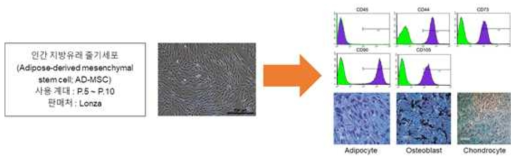 AD-MSC 세포의 출처와 세포의 특성분석