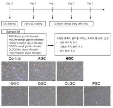 글리콜 키토산 유도체의 종류 및 처리 후 세포의 형태 변화 관찰
