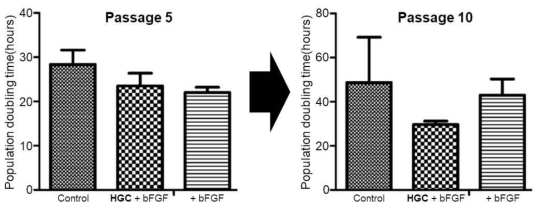 장기 배양시 bFGF 병용 처리에 의한 세포성장속도 향상