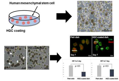 HGC 코팅 및 배양접시를 이용한 줄기세포 배양 및 부유 배양 줄기세포 응집체의 hypoxia 유전자 확인
