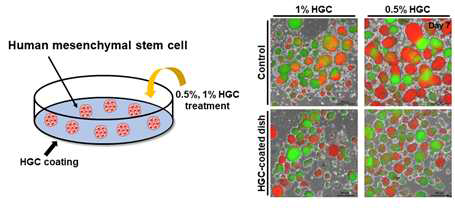 두 가지 농도의 HGC 처리를 통하여 응집체 간 융합 방지 유무 확인