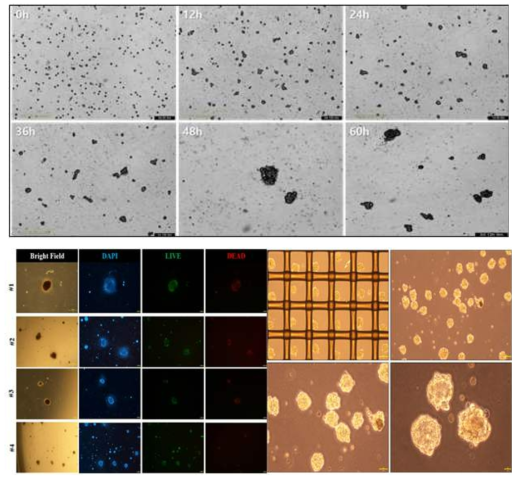 스페로이드의 크기별 세포 생존율 확인 및 균일한 고품질 줄기세포 3D 생산 시스템 구축