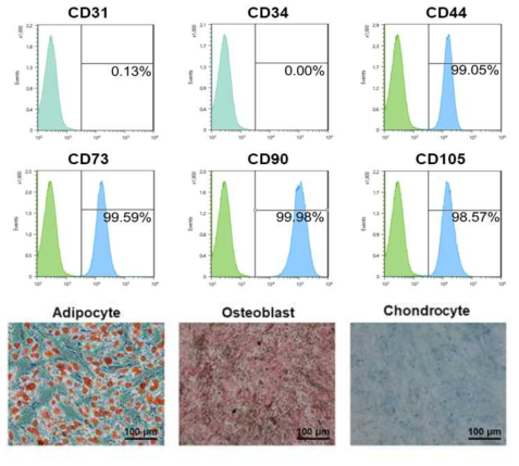 AD-MSC 세포의 특성 분석 및 분화능 확인