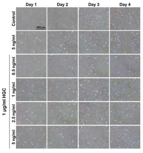 HGC 및 다양한 농도의 bFGF 처리 후 세포 사진